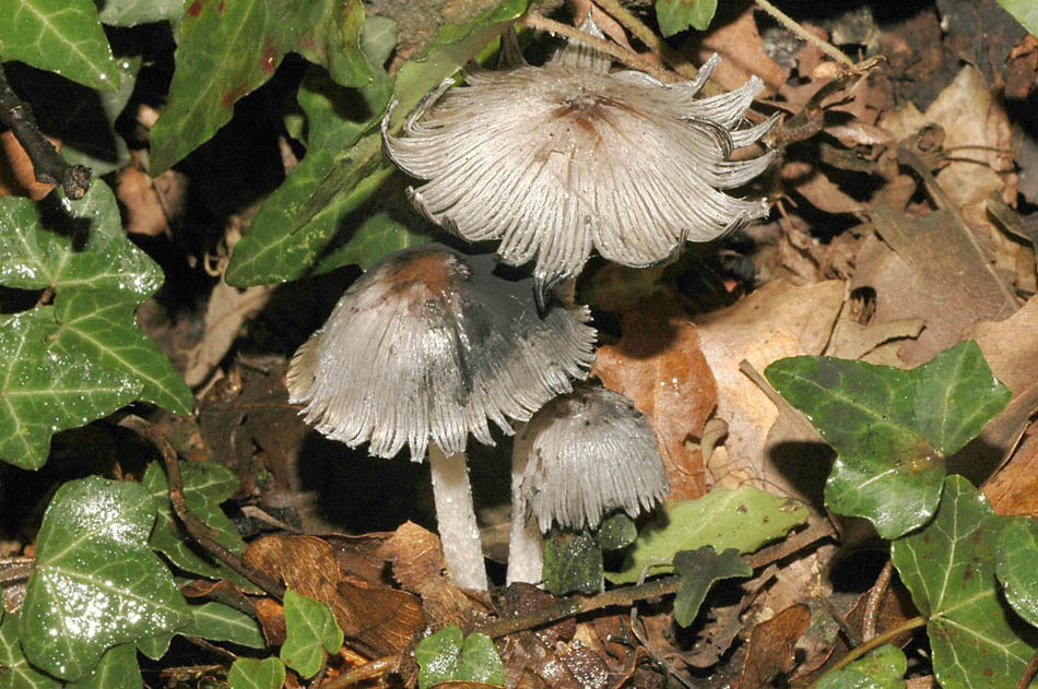 Coprinus fotog.01.06.2010.